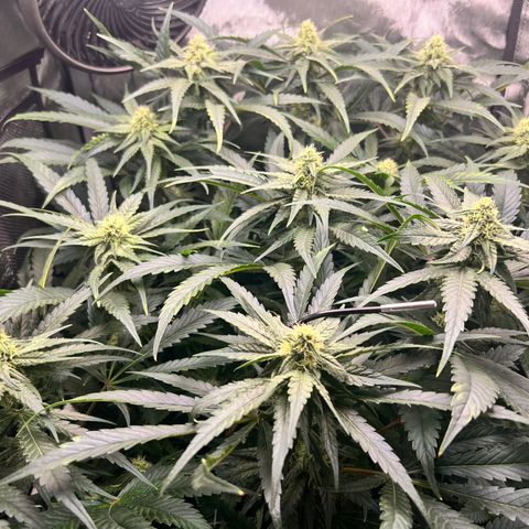 Jack Herer growlog timeline photo