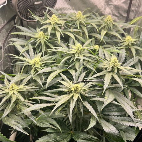 Jack Herer growlog timeline photo