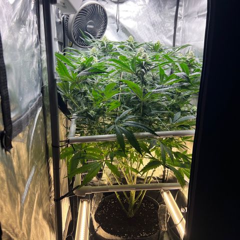 Jack Herer growlog timeline photo