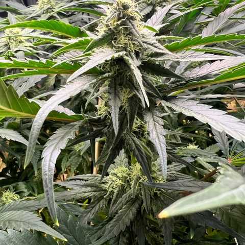 Jack Herer growlog timeline photo