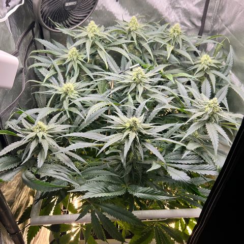 Jack Herer growlog timeline photo