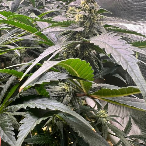 Jack Herer growlog timeline photo
