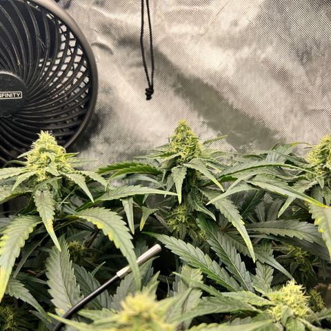 Jack Herer growlog timeline photo