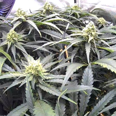 Jack Herer growlog timeline photo