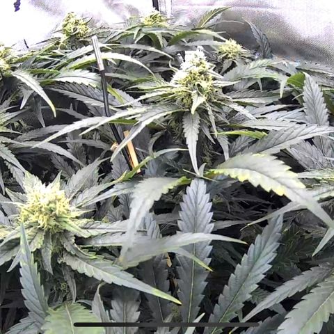 Jack Herer growlog timeline photo