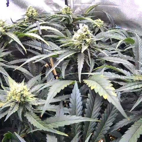 Jack Herer growlog timeline photo
