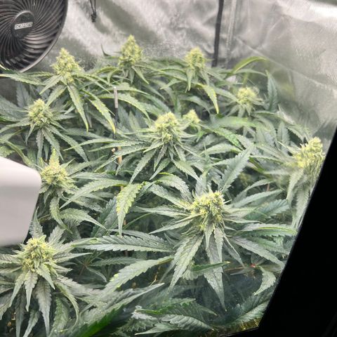 Jack Herer growlog timeline photo