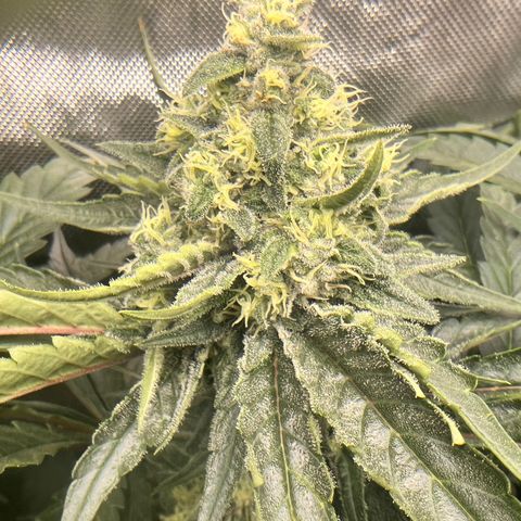 Jack Herer growlog timeline photo