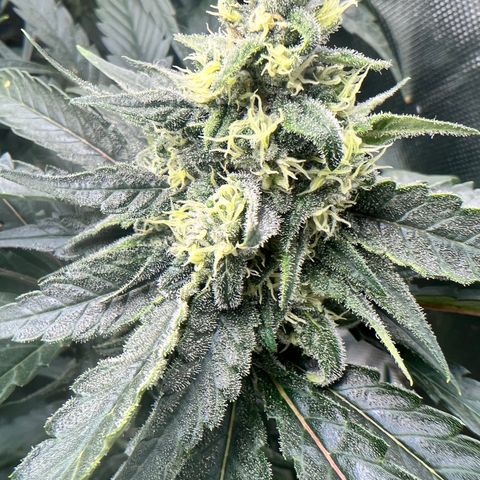 Jack Herer growlog timeline photo