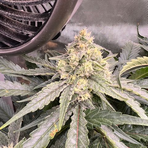Jack Herer growlog timeline photo