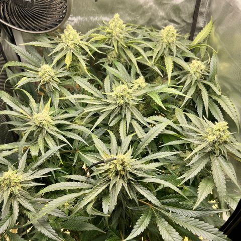 Jack Herer growlog timeline photo