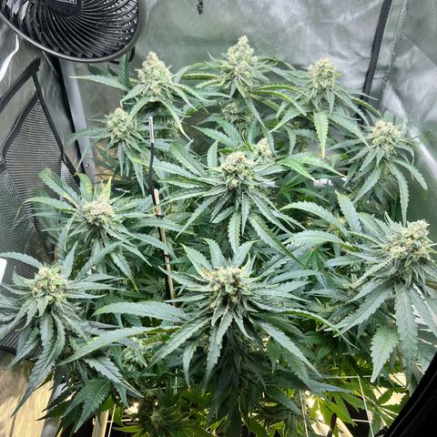 Jack Herer growlog timeline photo