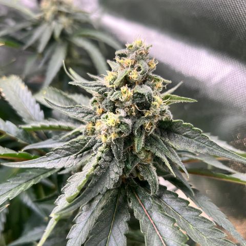 Jack Herer growlog timeline photo