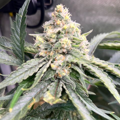 Jack Herer growlog timeline photo