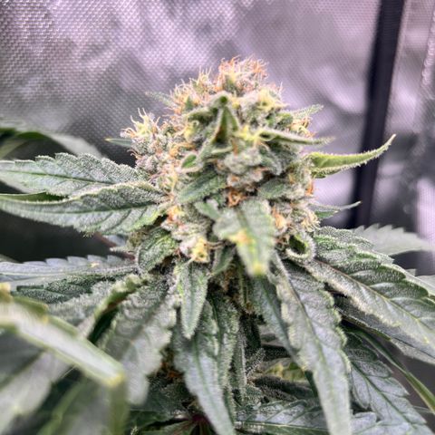 Jack Herer growlog timeline photo