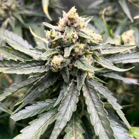 Jack Herer growlog timeline photo