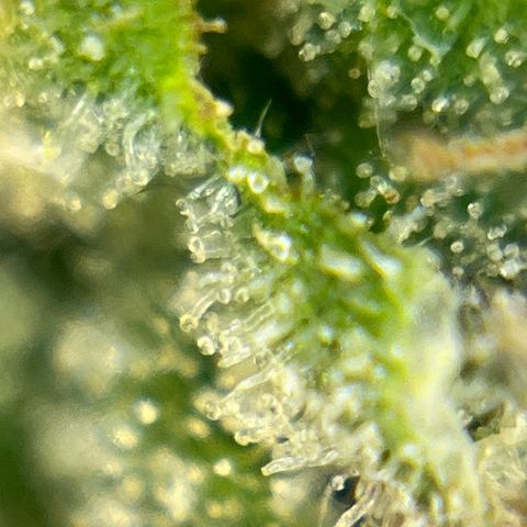 Jack Herer growlog timeline photo