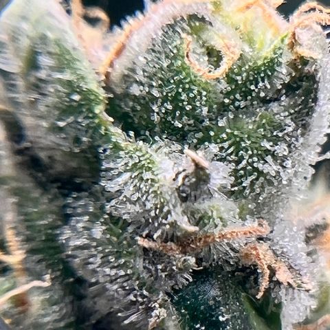 Jack Herer growlog timeline photo