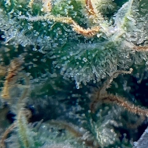 Jack Herer growlog timeline photo