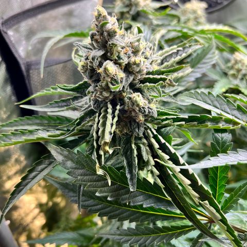 Jack Herer growlog timeline photo
