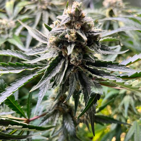 Jack Herer growlog timeline photo