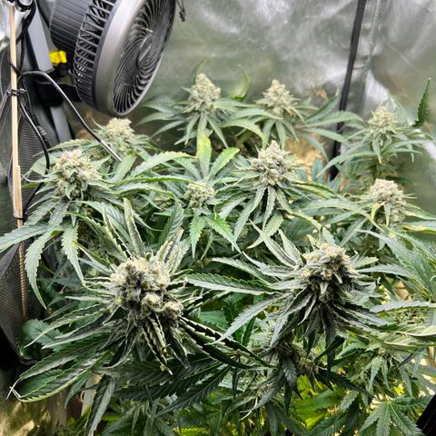 Jack Herer growlog timeline photo