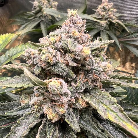 Jack Herer growlog timeline photo