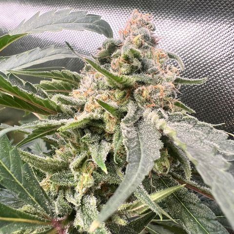 Jack Herer growlog timeline photo