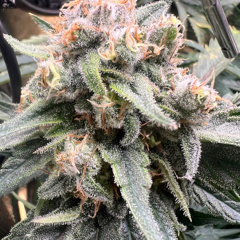 Jack Herer growlog timeline photo