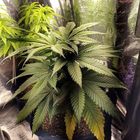Tangie p01 c01 2023 growlog photo: Folhas inferiores com maiores sinais. Problema bem parecido com a da outra planta. 
Essa planta demorou para começar a se desenvolver enquanto a outra (que está pior) cresceu mto rápido e mostrou os sinais mto antes. 
Essa planta atualmente está melhor que a outra, mesmo que esteja aparecendo nas folhas inferiores o problema.
Ambas mesma idade