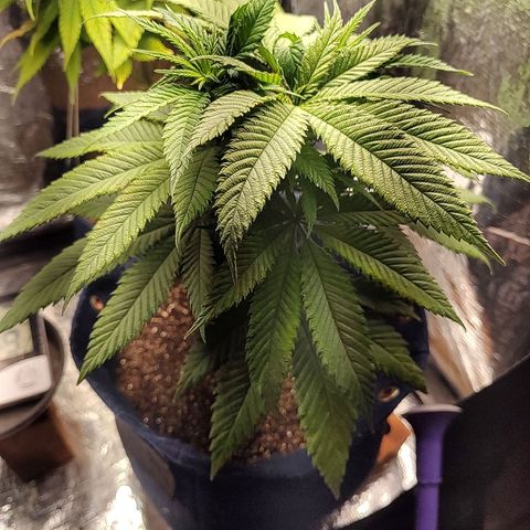 Tangie p01 c01 2023 growlog timeline photo