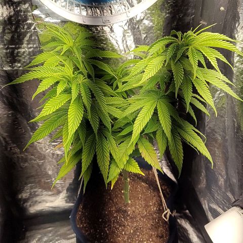 Tangie p02 c01 2023 growlog photo: Planta aparentemente melhorando, folhas mais levantadas, vivas após o flush 