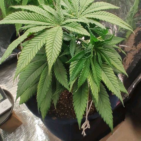 Tangie p01 c01 2023 growlog photo: Amarra nos dois ramos da poda