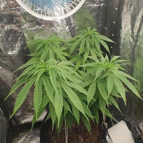 Tangie p02 c01 2023 growlog photo: Primeira rega após o flush.
Nutriente com qtd dobrada