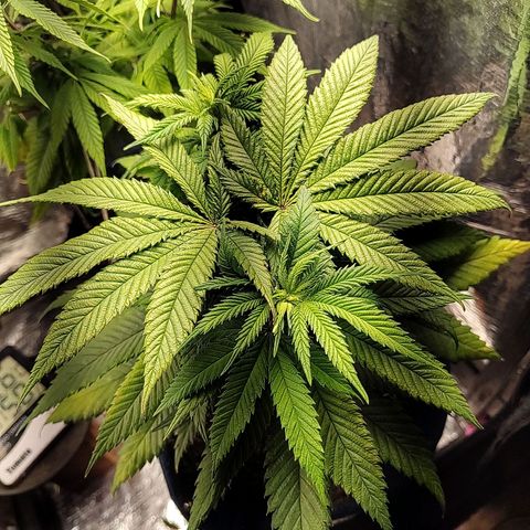Tangie p01 c01 2023 growlog photo: Planta já se ergueu após as amarras