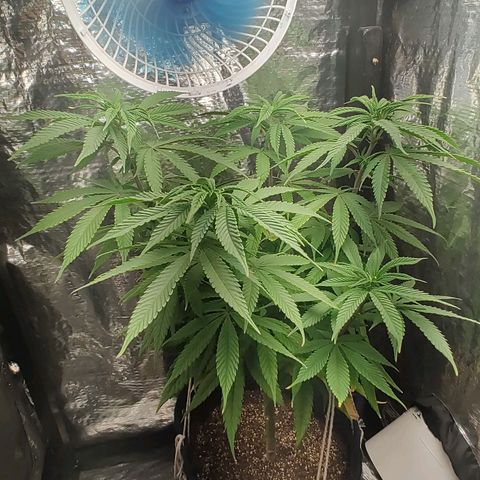 Tangie p02 c01 2023 growlog photo: Planta está muito bem, realmente o flush reviveu ela