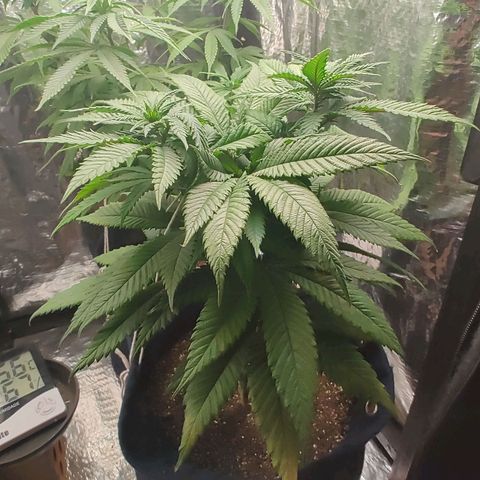 Tangie p01 c01 2023 growlog timeline photo