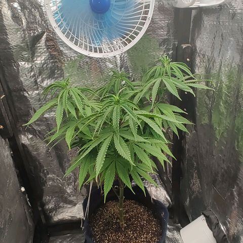 Tangie p02 c01 2023 growlog timeline photo