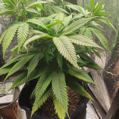 Tangie p01 c01 2023 growlog timeline photo