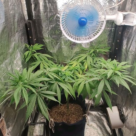 Tangie p02 c01 2023 growlog photo: Aplicação de amarras. Início de flora.