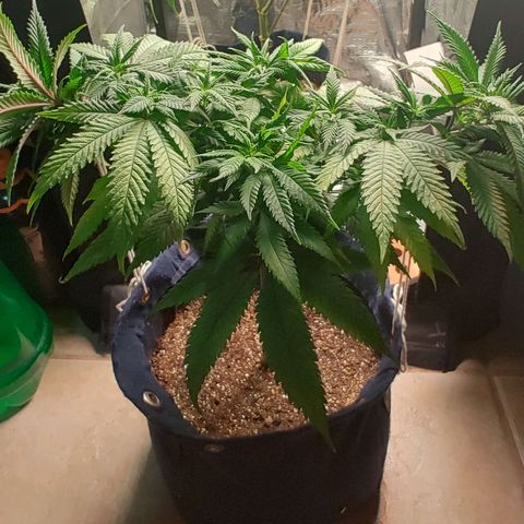 Tangie p01 c01 2023 growlog photo: Aplicação de amarras. Início de flora