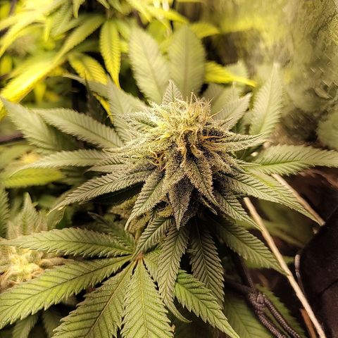Tangie p01 c01 2023 growlog timeline photo