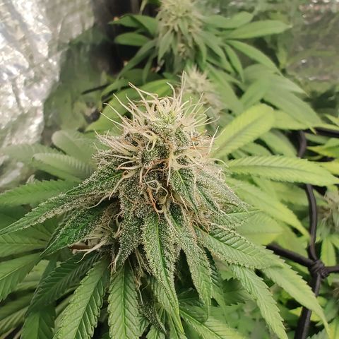 Tangie p02 c01 2023 growlog timeline photo
