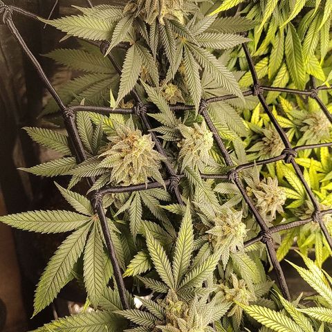 Tangie p01 c01 2023 growlog timeline photo