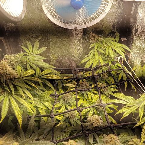 Tangie p02 c01 2023 growlog timeline photo
