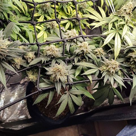 Tangie p01 c01 2023 growlog timeline photo