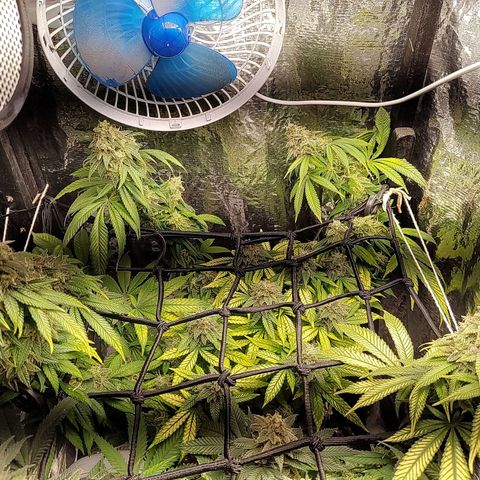 Tangie p02 c01 2023 growlog timeline photo