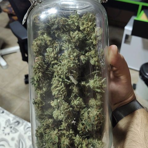 Tangie p02 c01 2023 growlog photo: 51g seca. Início da cura