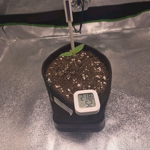 Ice Cream Cake  growlog timeline photo