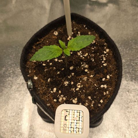 Ice Cream Cake  growlog timeline photo
